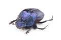 Dung beetle (Phanaeus furiosus) isolated on white background Royalty Free Stock Photo