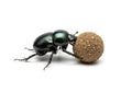 A dung beetle pushing a spherical ball of dung. The beetle has a Royalty Free Stock Photo