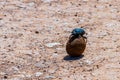 Dung Beetle Royalty Free Stock Photo