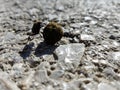 Dung beetle roller Royalty Free Stock Photo