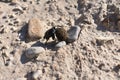 The dung beetle rolling the ball of dung through the gravel Royalty Free Stock Photo