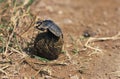 Dung Beetle rolling Dung Ball, Kenya