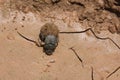 Dung beetle rolling ball, Lake Manyara, Tanzania