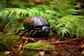 dung beetle rolling ball on a leafy forest floor Royalty Free Stock Photo