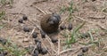 Dung Beetle rolling Dung Ball, Masai Mara Park in Kenya Royalty Free Stock Photo