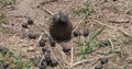 Dung Beetle rolling Dung Ball, Masai Mara Park in Kenya Royalty Free Stock Photo