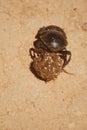 Dung beetle