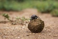 Dung beetle in Kruger National park, South Africa Royalty Free Stock Photo