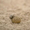 Dung Beetleâs Duty (Geotrupes stercorarius) Royalty Free Stock Photo