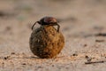 Dung Beetle in Sabi Sands Royalty Free Stock Photo