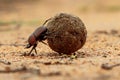 Dung Beetle in Sabi Sands Royalty Free Stock Photo