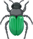 dung beetle Scarabaei no background Royalty Free Stock Photo