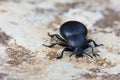 Dung beetle. Scarabaeidae Royalty Free Stock Photo