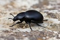 Dung beetle. Scarabaeidae