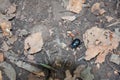 Dung Beetle walking along the forest floor Royalty Free Stock Photo