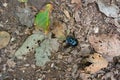 Dung Beetle walking along the forest floor Royalty Free Stock Photo