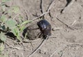 Dung Beetle Scarabaeoidea Rolling Dung in a Field