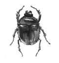 Dung beetle, scarabaeus, ancient egypt sacred symbol, black ink illustration