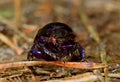 Dung beetle Royalty Free Stock Photo