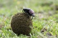 Dung Beetle Royalty Free Stock Photo