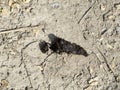 Dung beetle on wild animal poo Royalty Free Stock Photo