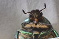 Dung-beetle on wild nature Royalty Free Stock Photo