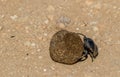 A dung beetle at work rolling dung