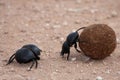 Dung Beetles