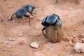 Dung Beetles Royalty Free Stock Photo