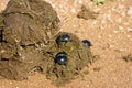 Dung Beetles Royalty Free Stock Photo