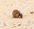 Dung Beetles Royalty Free Stock Photo