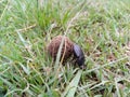 Dung beetles-eating worm