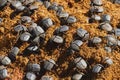 Dung beetles on rhinoceros dung