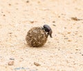 Dung Beetles Royalty Free Stock Photo