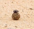 Dung Beetles Royalty Free Stock Photo