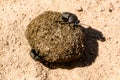 Dung beetles rolling their ball Royalty Free Stock Photo