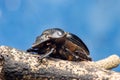 Dung Beetles Royalty Free Stock Photo