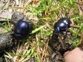 Dung beetles working