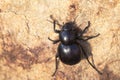 Dung buggie Royalty Free Stock Photo