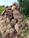 Dung cake heap with fields background Royalty Free Stock Photo