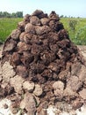 Dung cake heap with fields background Royalty Free Stock Photo