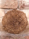 Dung cake keeping in sun shine Royalty Free Stock Photo