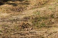 Dung of elk on the grass Royalty Free Stock Photo