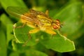 Dung Fly