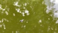 dung fly floundering in the water