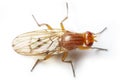 Dung fly isolated