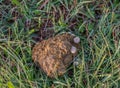 Dung-loving fungi grow in animal poop