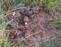 Dung-loving fungi grow in animal poop