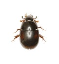 Dung loving Water Beetle on white Background
