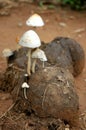 Dung mushroom